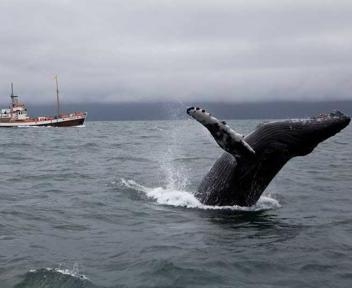 Anche alle balene piace l'Aurora Boreale 