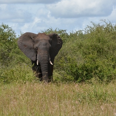 Fly & Drive-Parchi e Swaziland 