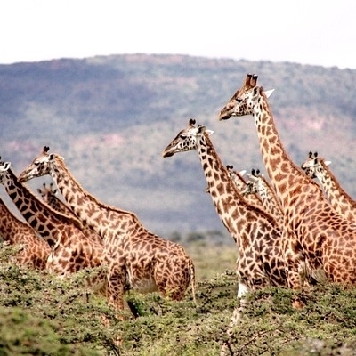 Safari, paesaggi e popoli primitivi 