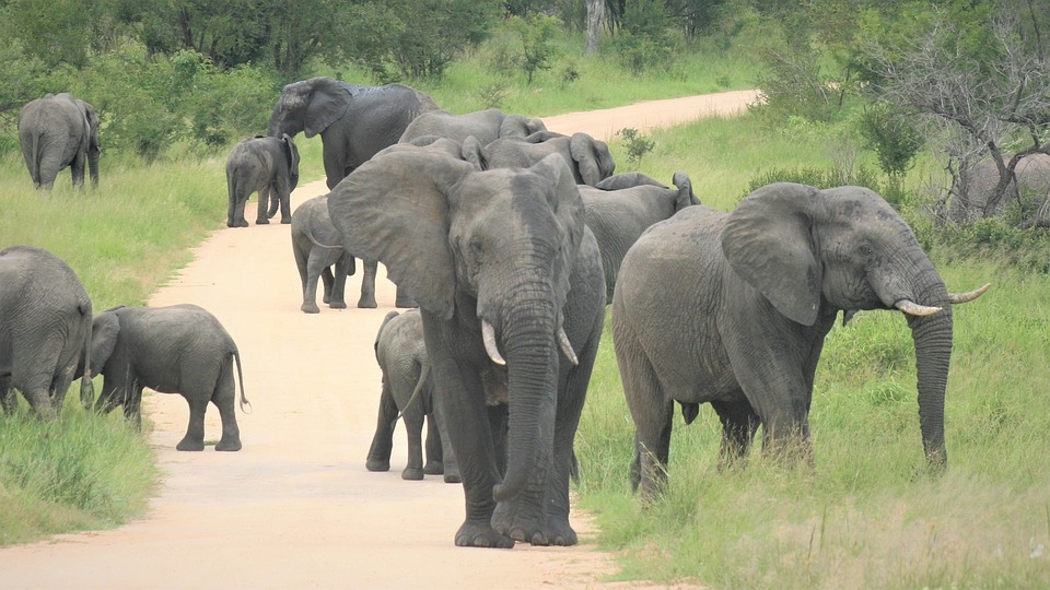 Watoto Safari 