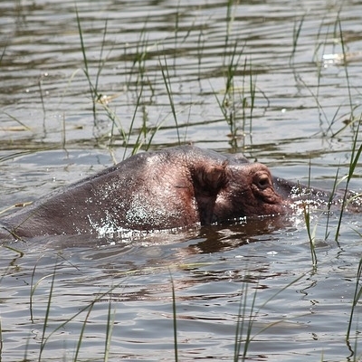 Kiboko Safari e mare a Zanzibar 