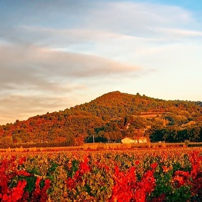 La rotta dei vini dal Beaujolais allo Chablis 