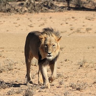 BOTSWANA & ZIMBABWE SAFARI 